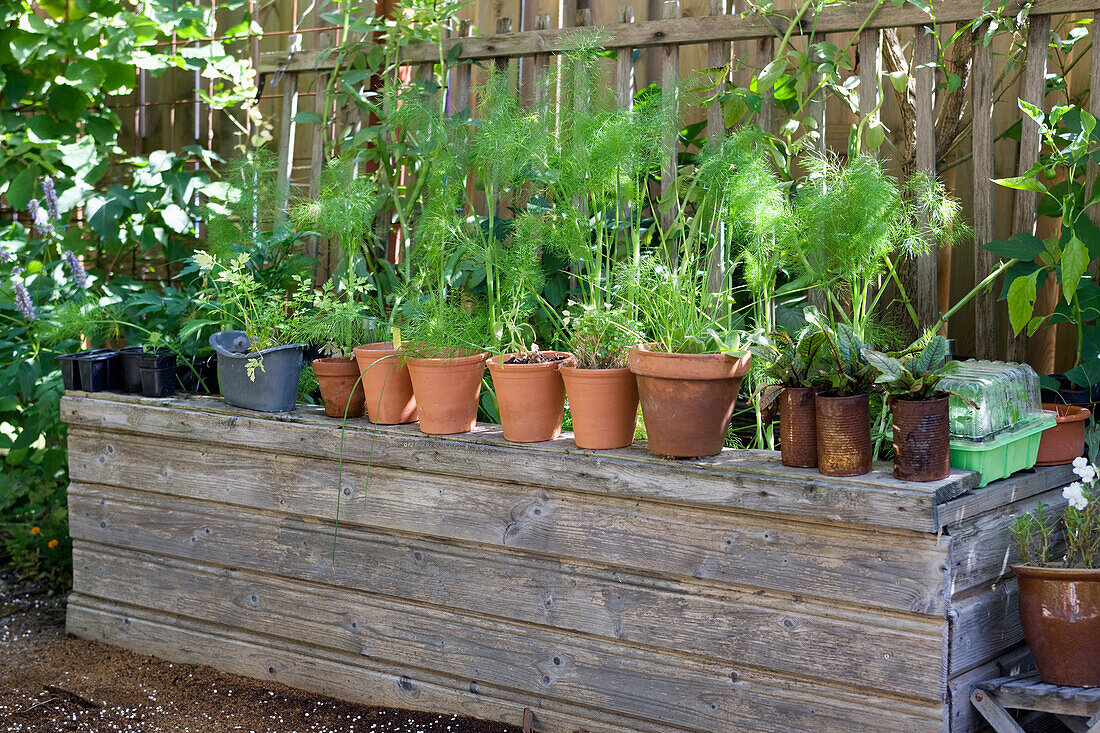 Different vegetable plants in different planters