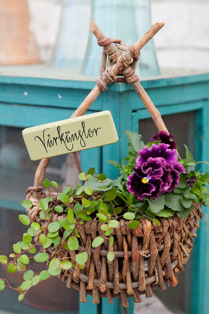 Purple violas and wire vine planted in basket