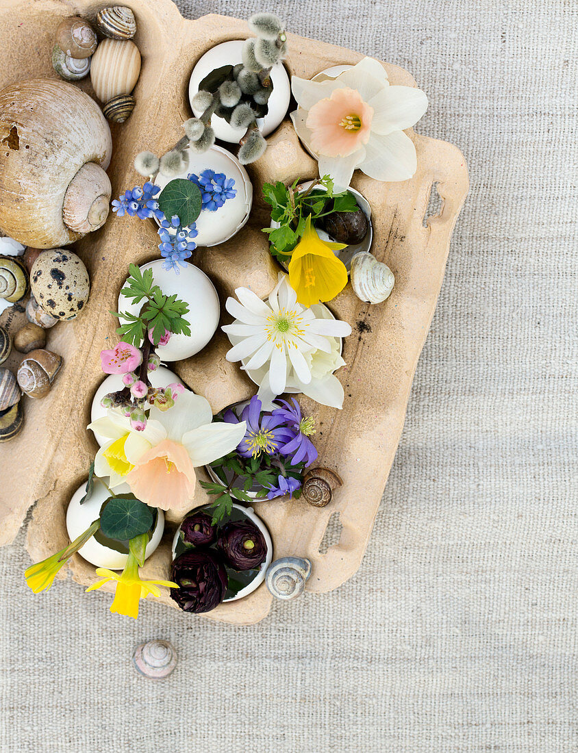 Egg carton with spring flowers in eggshells as vases