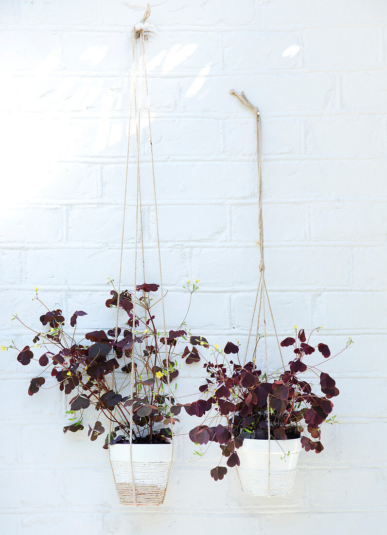 Red clover in hanging baskets on a white brick wall