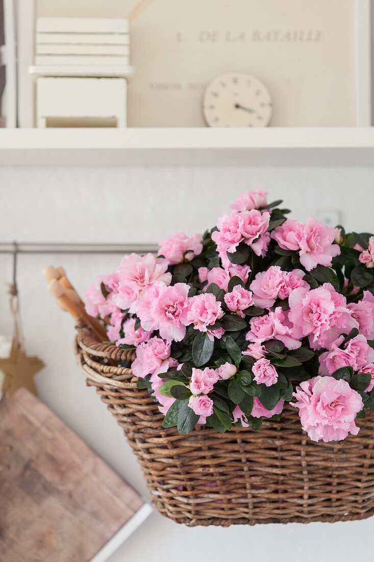 Pink-flowering azalea planted in basket