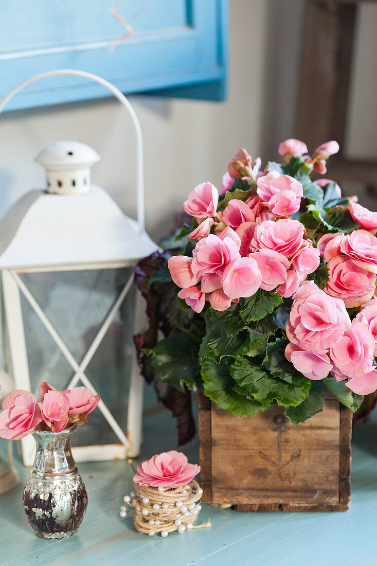 Pink-flowering begonia in rustic wooden crate