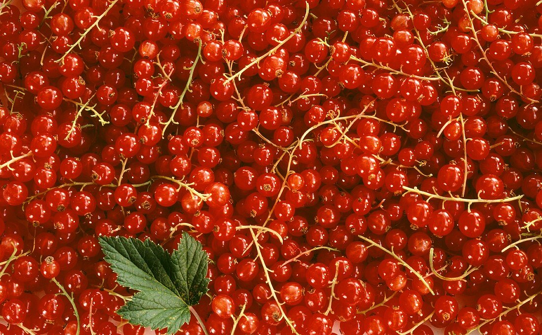Several Red Currants Close Up
