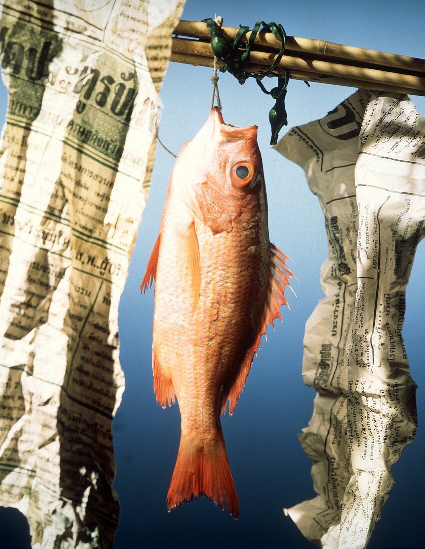Red Snapper Hanging on a Fishing Pole