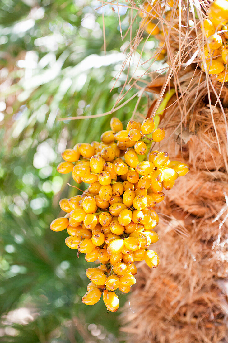 Date palm with dates