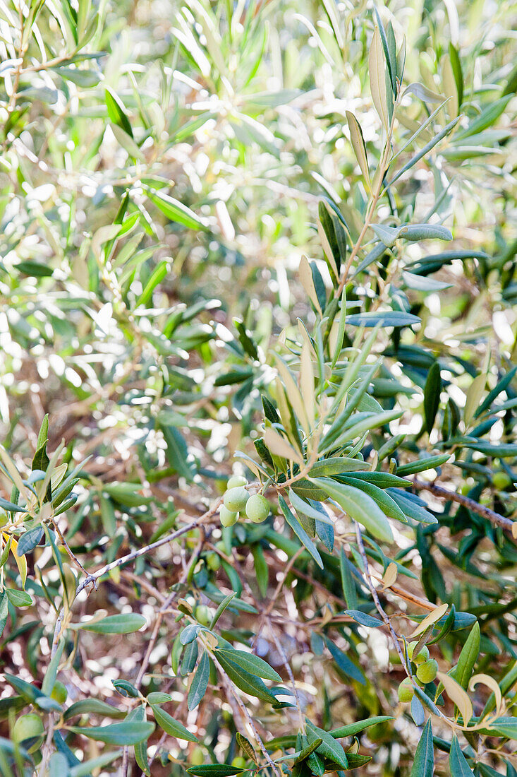 Olive tree (detail)