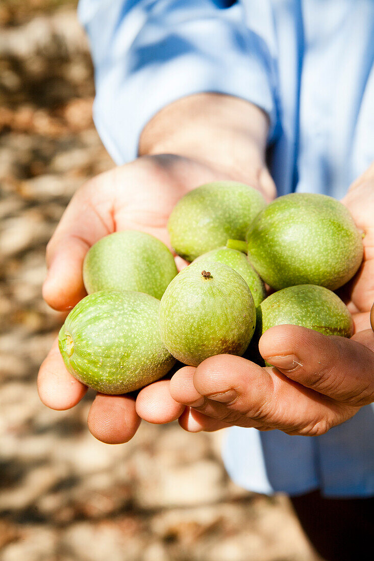 Hands holding green walnuts