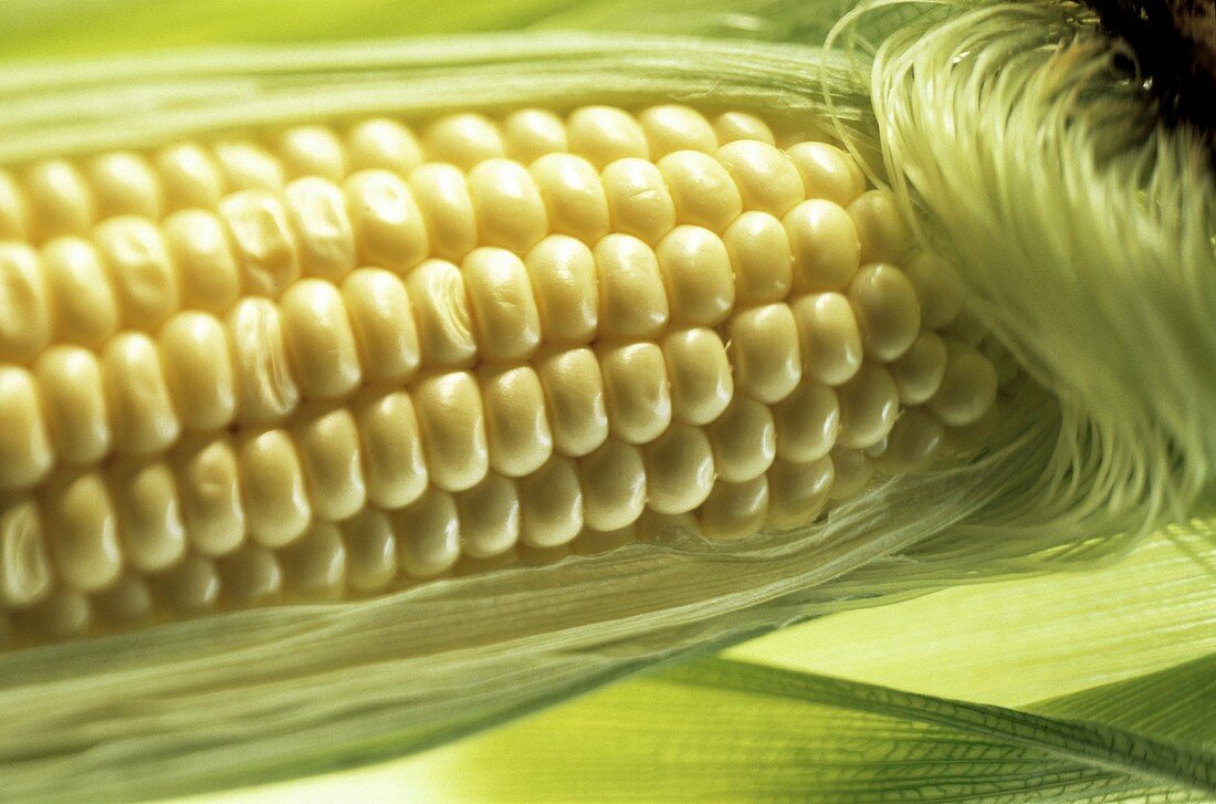Corn on the Cob in the Husk; Corn Silk