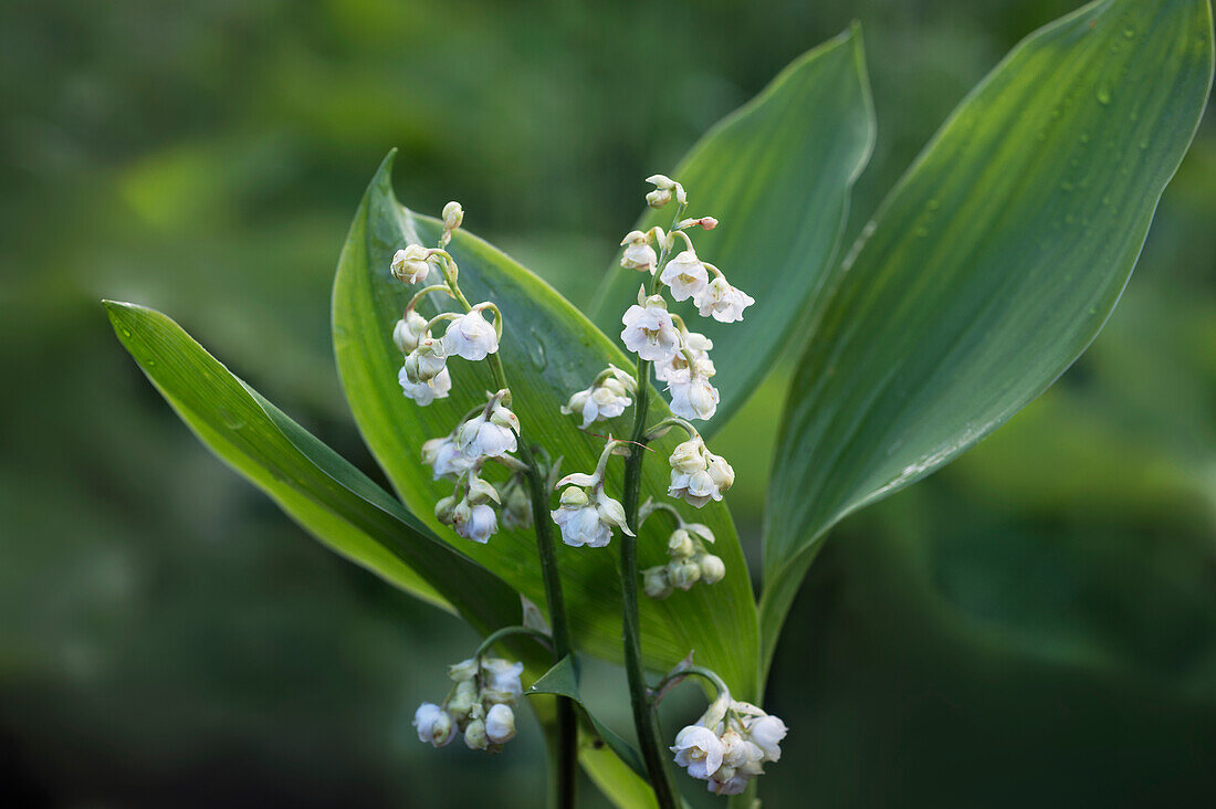 Lily of the valley, Convallaria majalis 'Flore Pleno'