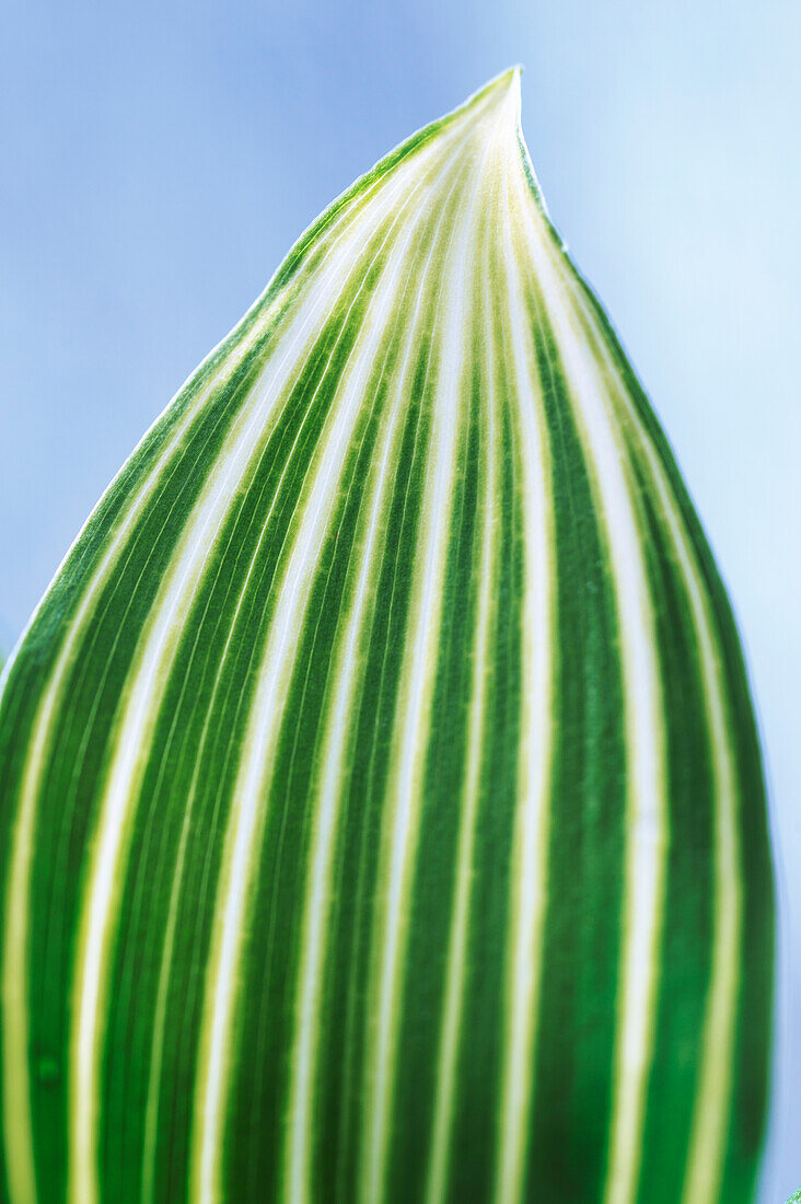 Maiglöckchenblatt, Portrait, (Convallaria majalis) 'Albostriata'