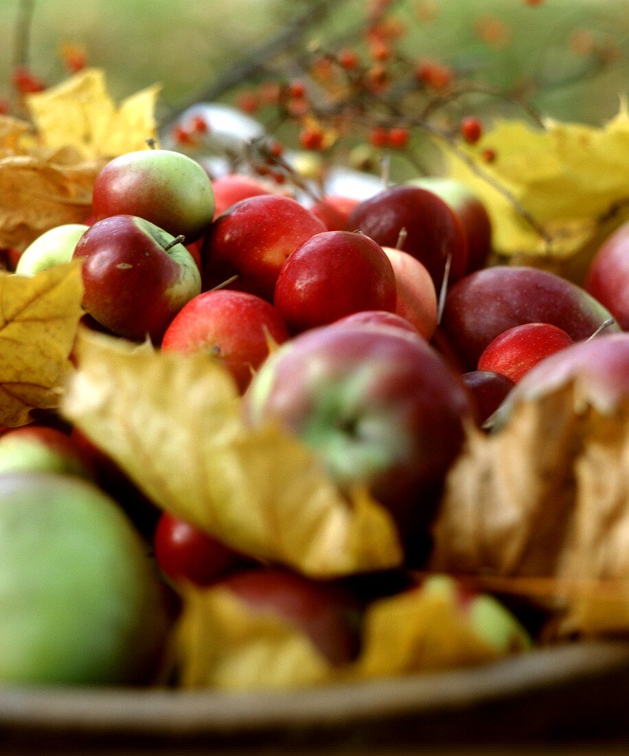Many Assorted Apples and Colorful Fall Leaves
