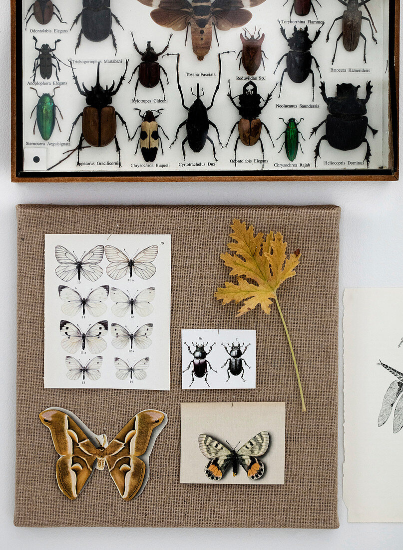 Insect box and butterfly motifs on a canvas as wall decoration