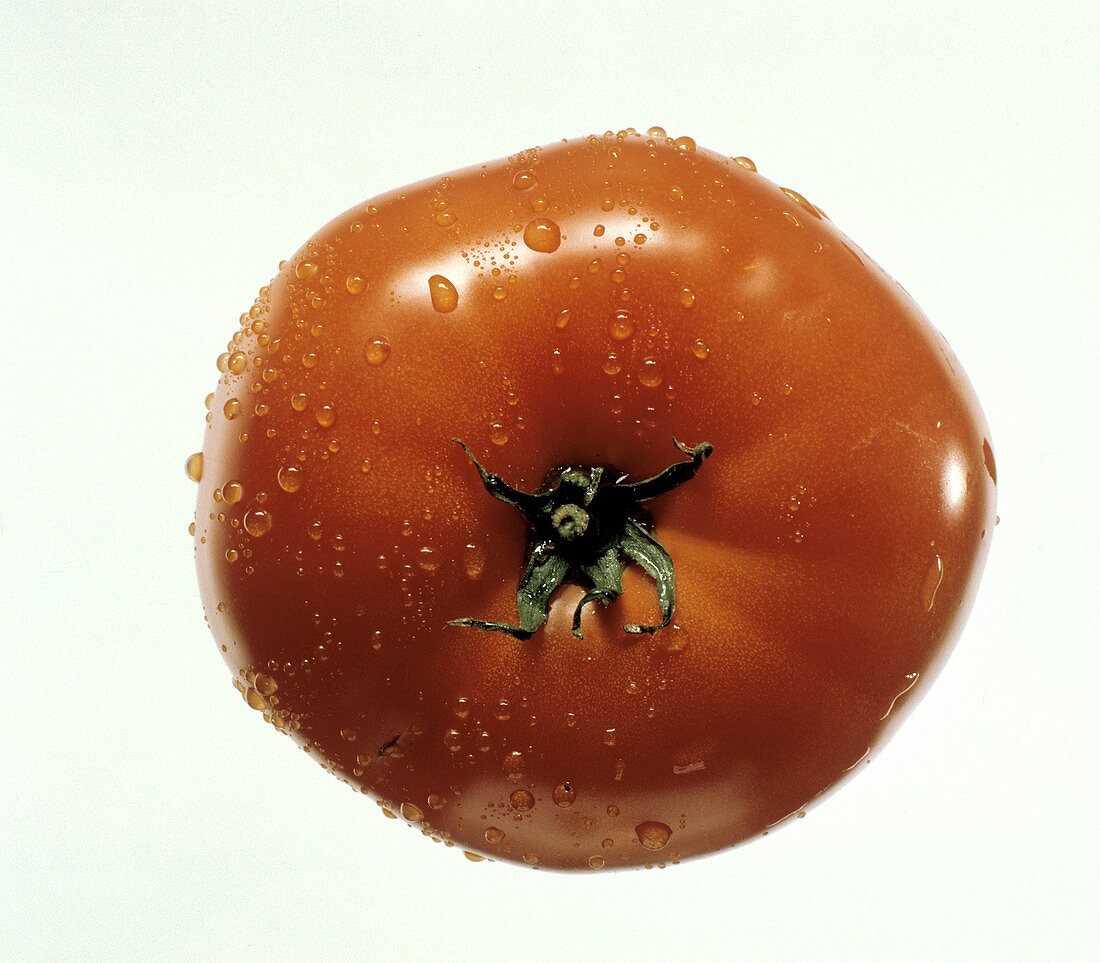 Fresh Tomato with Water Drops from Overhead