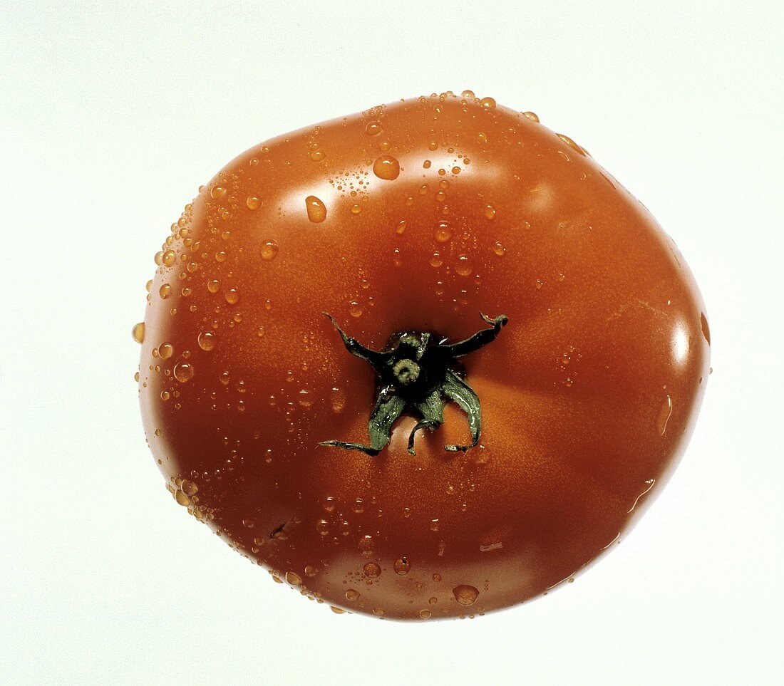 Frisch gewaschene Tomate mit Wassertropfen