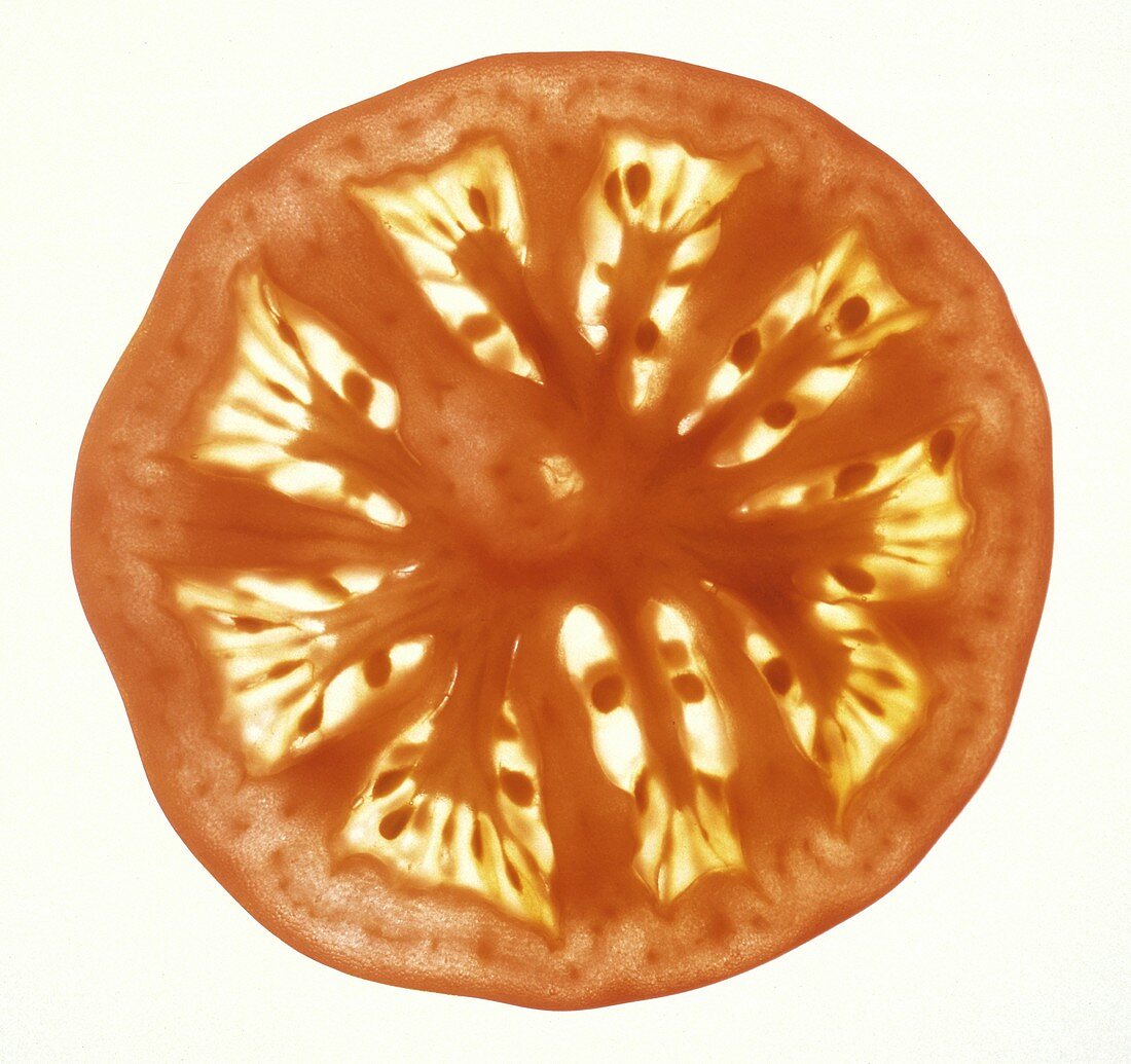 Eine Tomatenscheibe (Tomate quer aufgeschnitten)