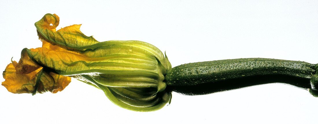 Zucchiniblüte an der Frucht