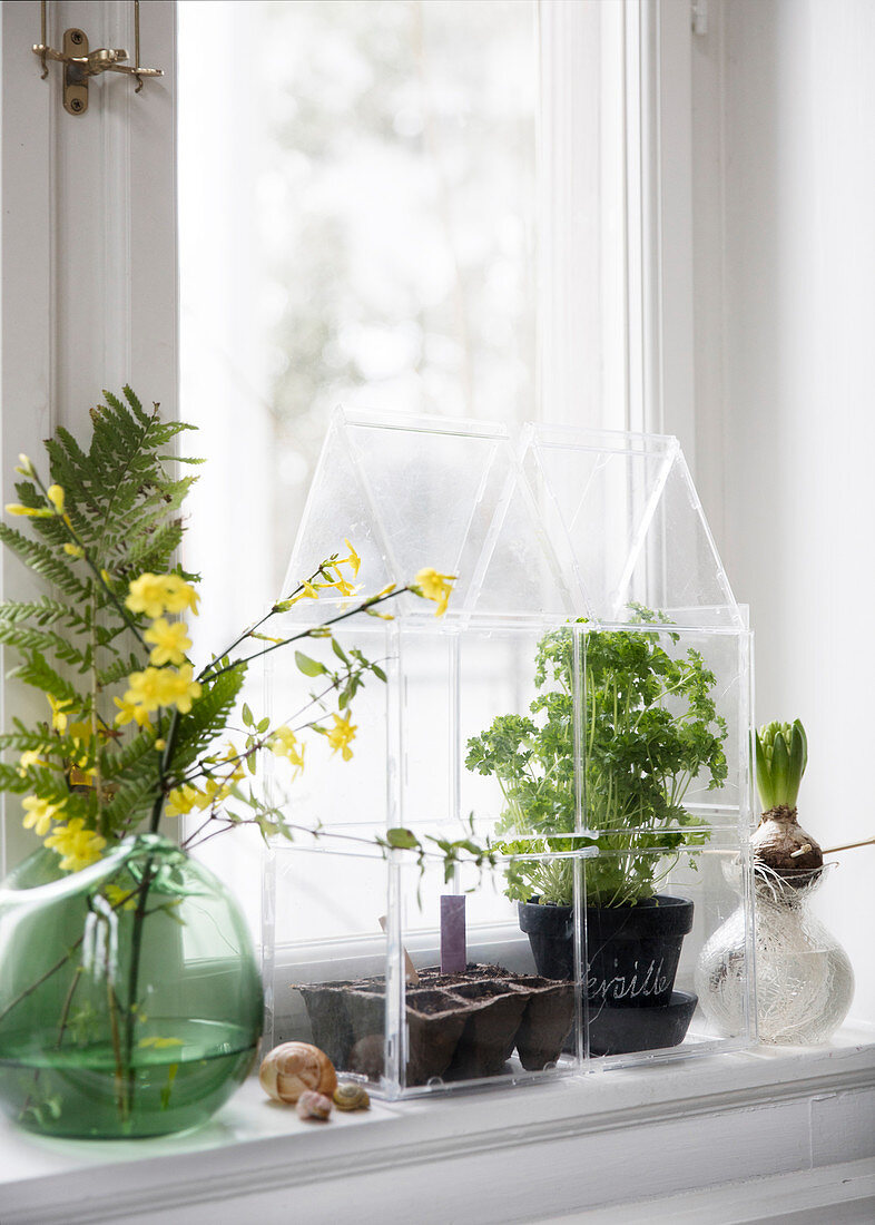 Homemade greenhouse made of CD cases on the windowsill