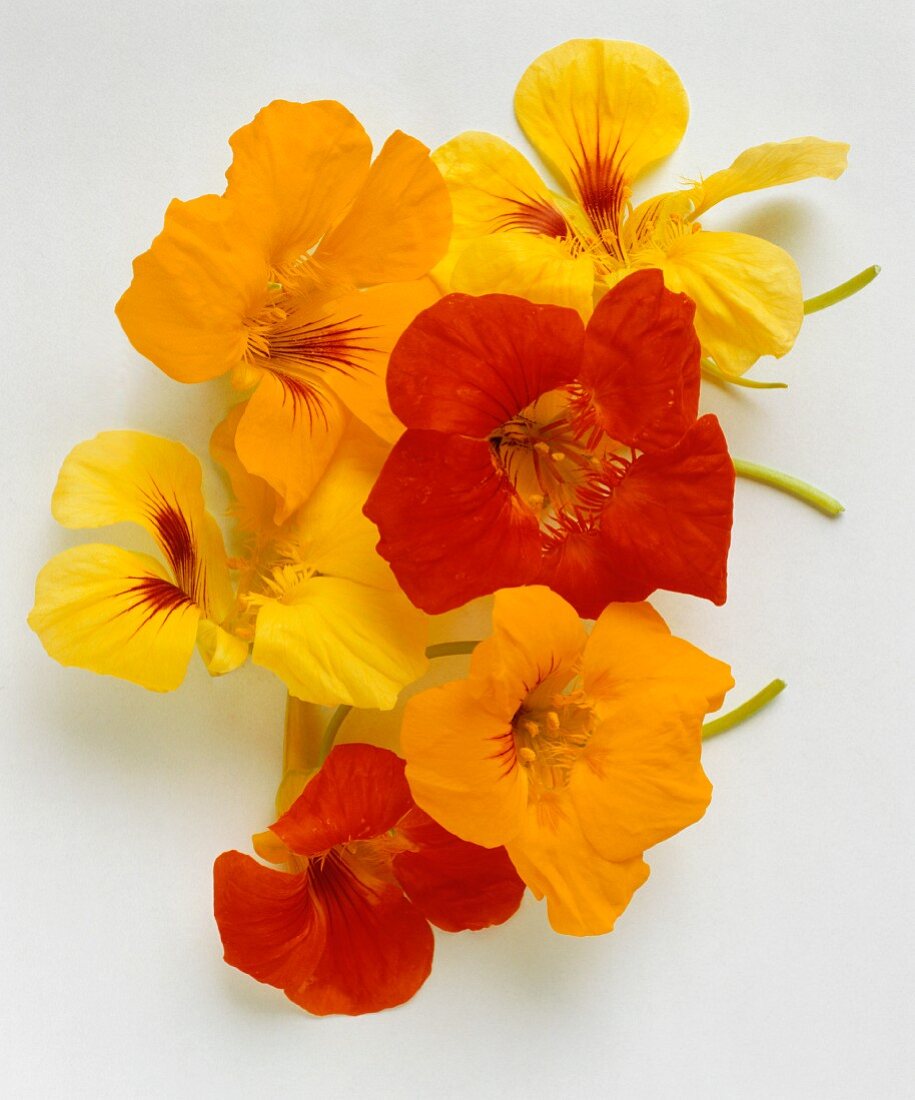 Many Nasturtiums