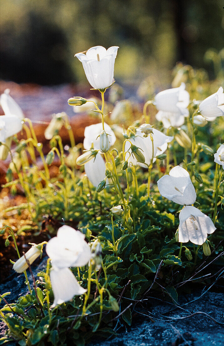 White dwarf bellflower (Campanula cochleariifolia) 'Alba'