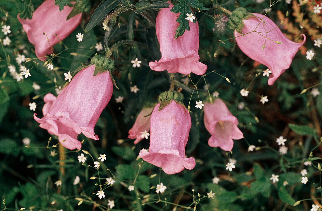 Red bellflower (Campanula) between medium tall gypsophila