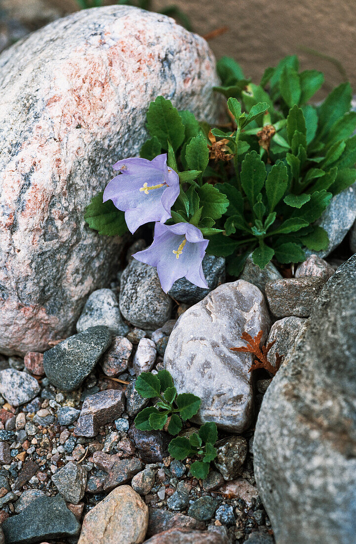 Blaue Insubrische Glockenblume (Campanula raineri) zwischen Felsen