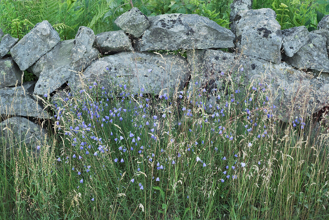 Round-leaved bellflower (Campanula rotundifolia) in meadow