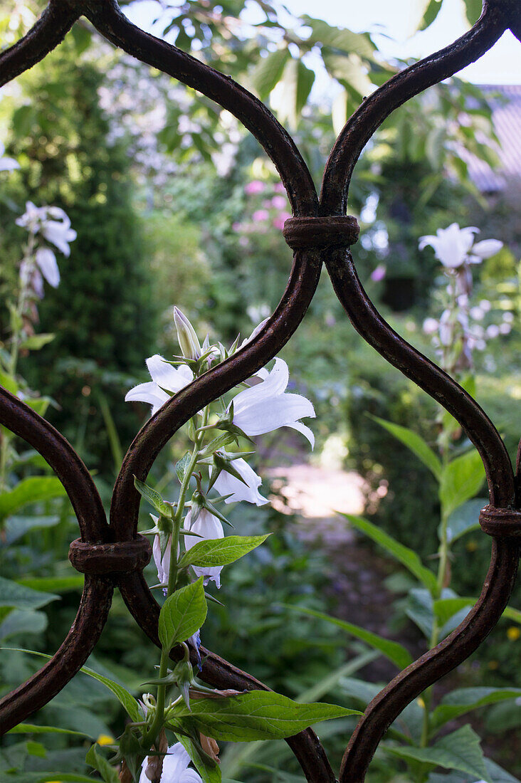 White wood bellflower (Campanula latifolia) 'Alba' behind garden gate