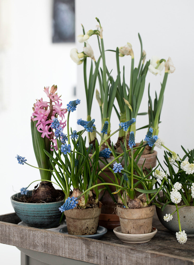 Hyacinths, daffodils and grape hyacinths in plant pots