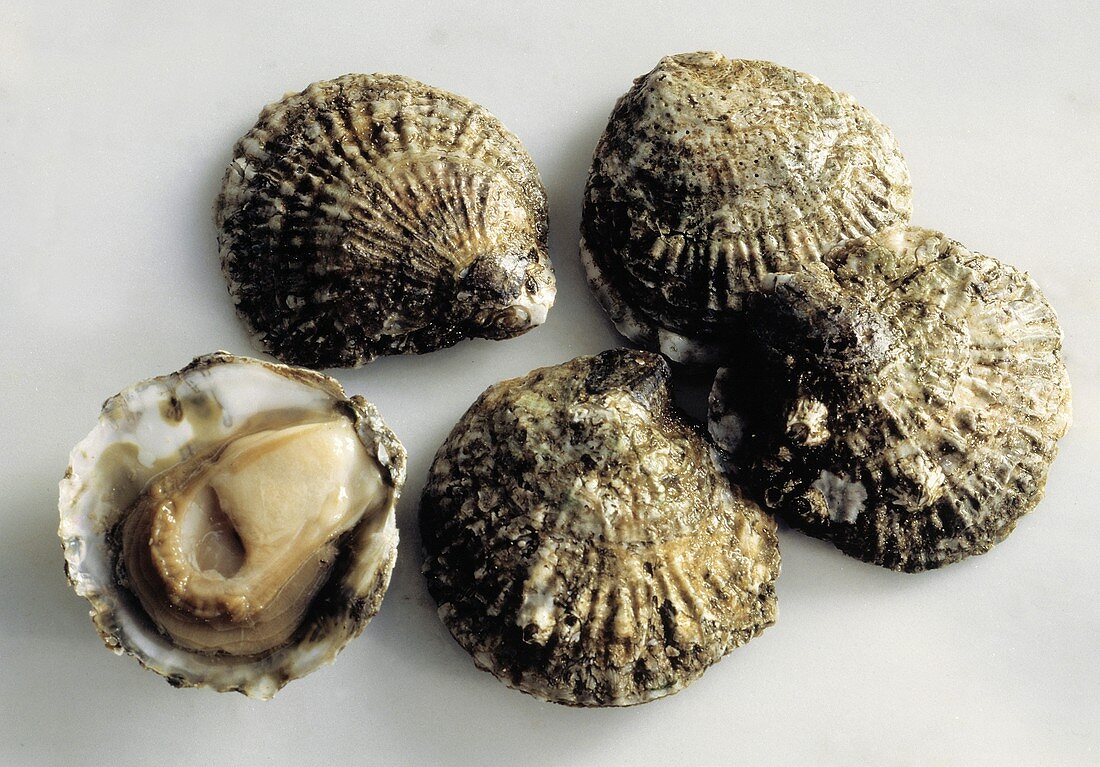 Five Oysters in the Shell; One Opened