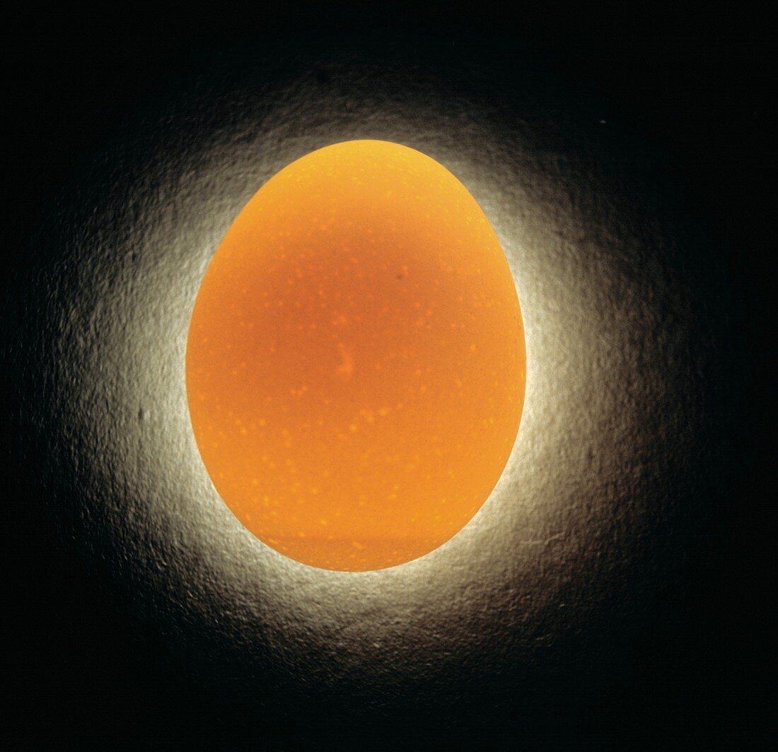 Glowing Brown Egg