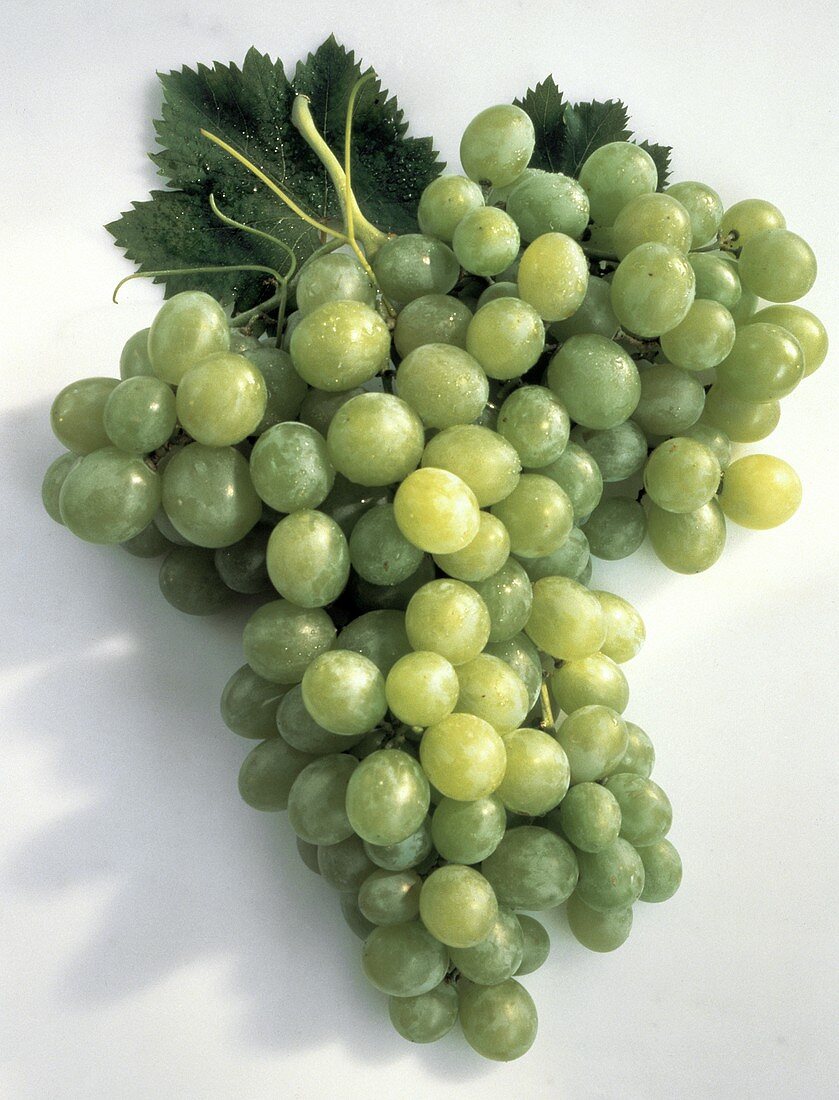 A Bunch of Green Grapes