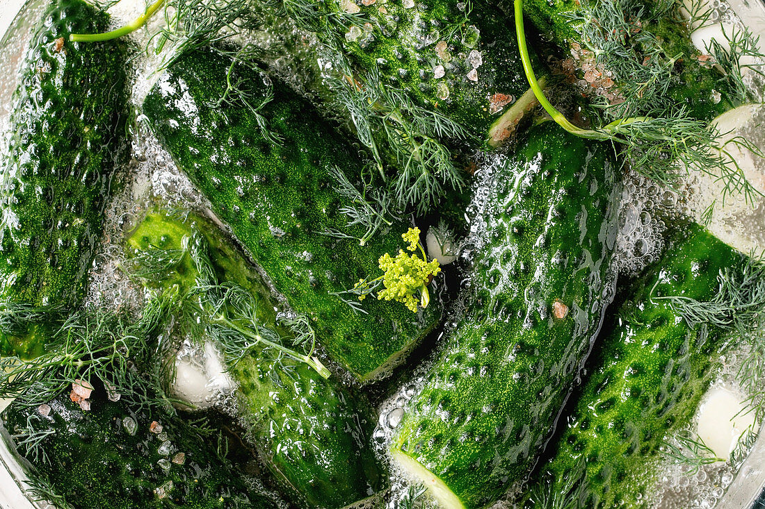 Fresh garden organic cucumbers ready for pickled with sparkling water, garlic, dill and pink Himalayan salt