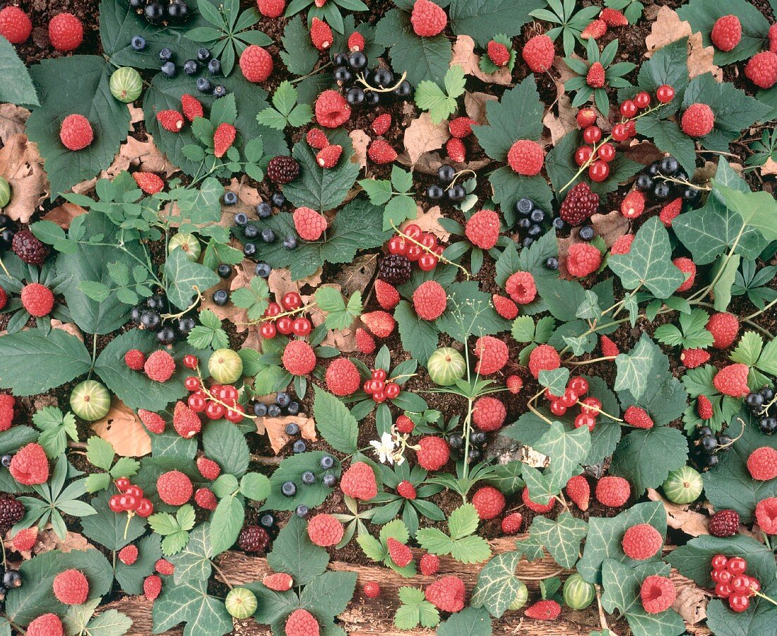 Berries and Leaves on the Ground