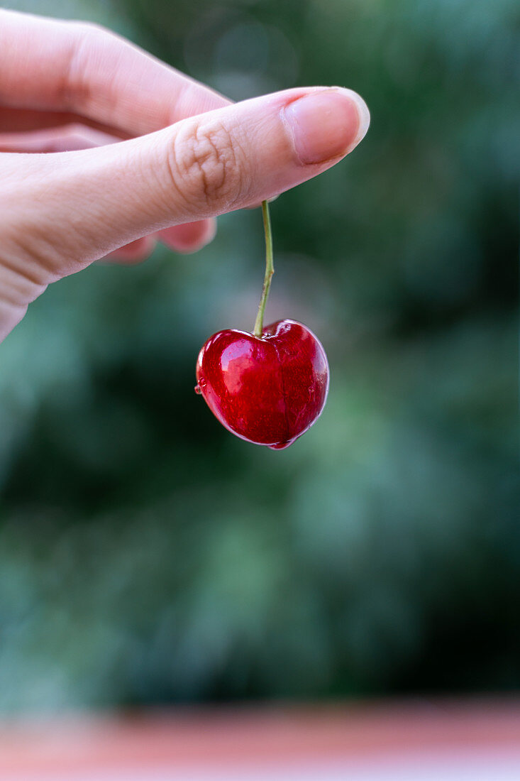 Crop female hand holding ripe red cherry on blurred background of garden