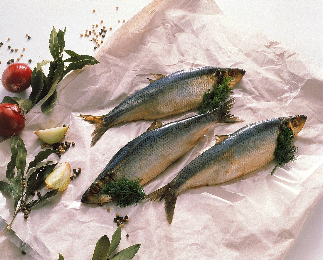 Three Fresh Herring on Paper