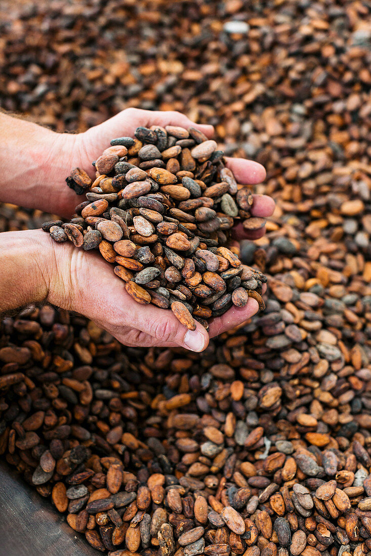 Kakaobohnen in Schokoladenfabrik