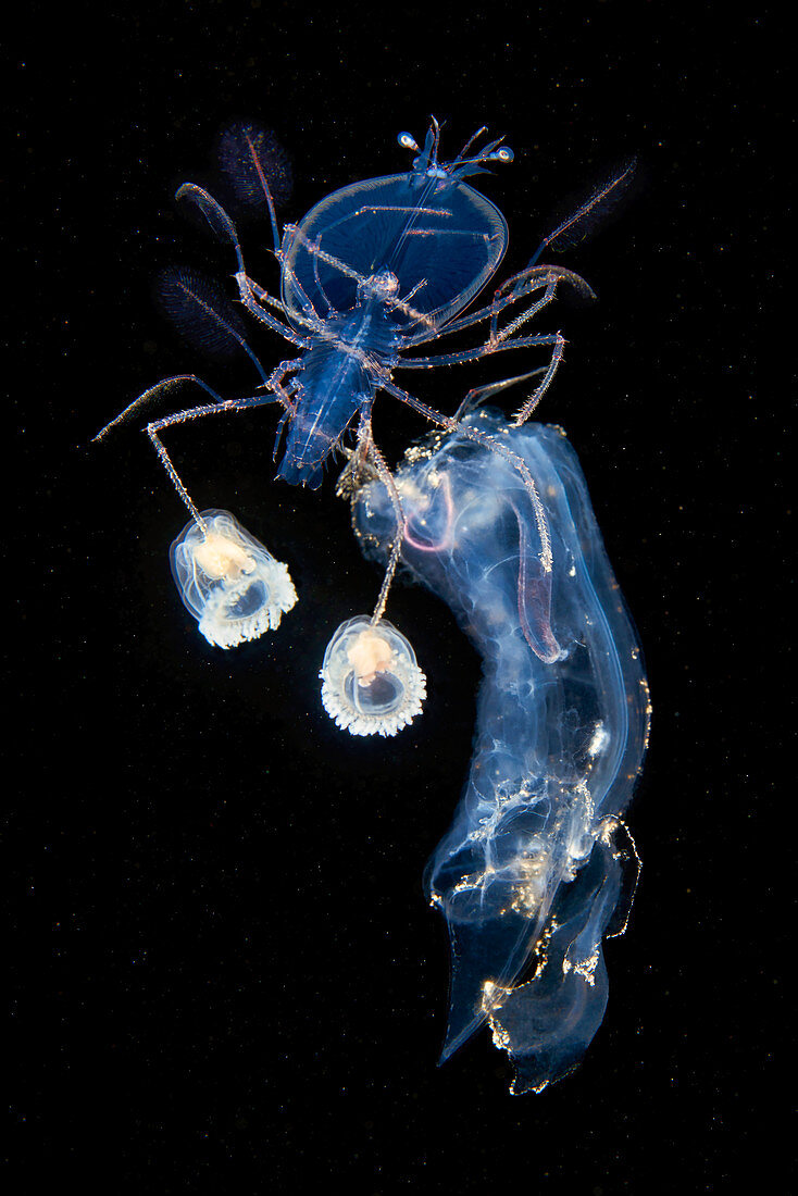 Lobster larva with other zooplankton