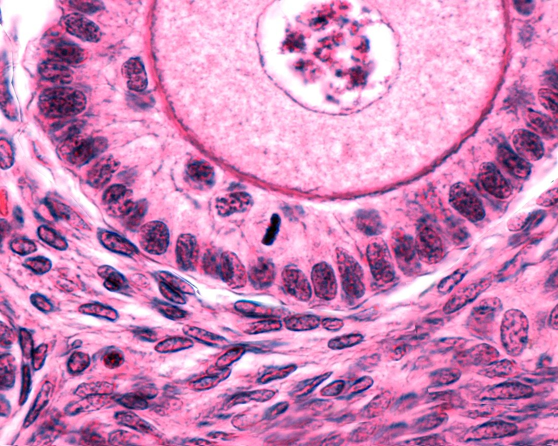 Mitosis in ovarian primary follicle,light micrograph