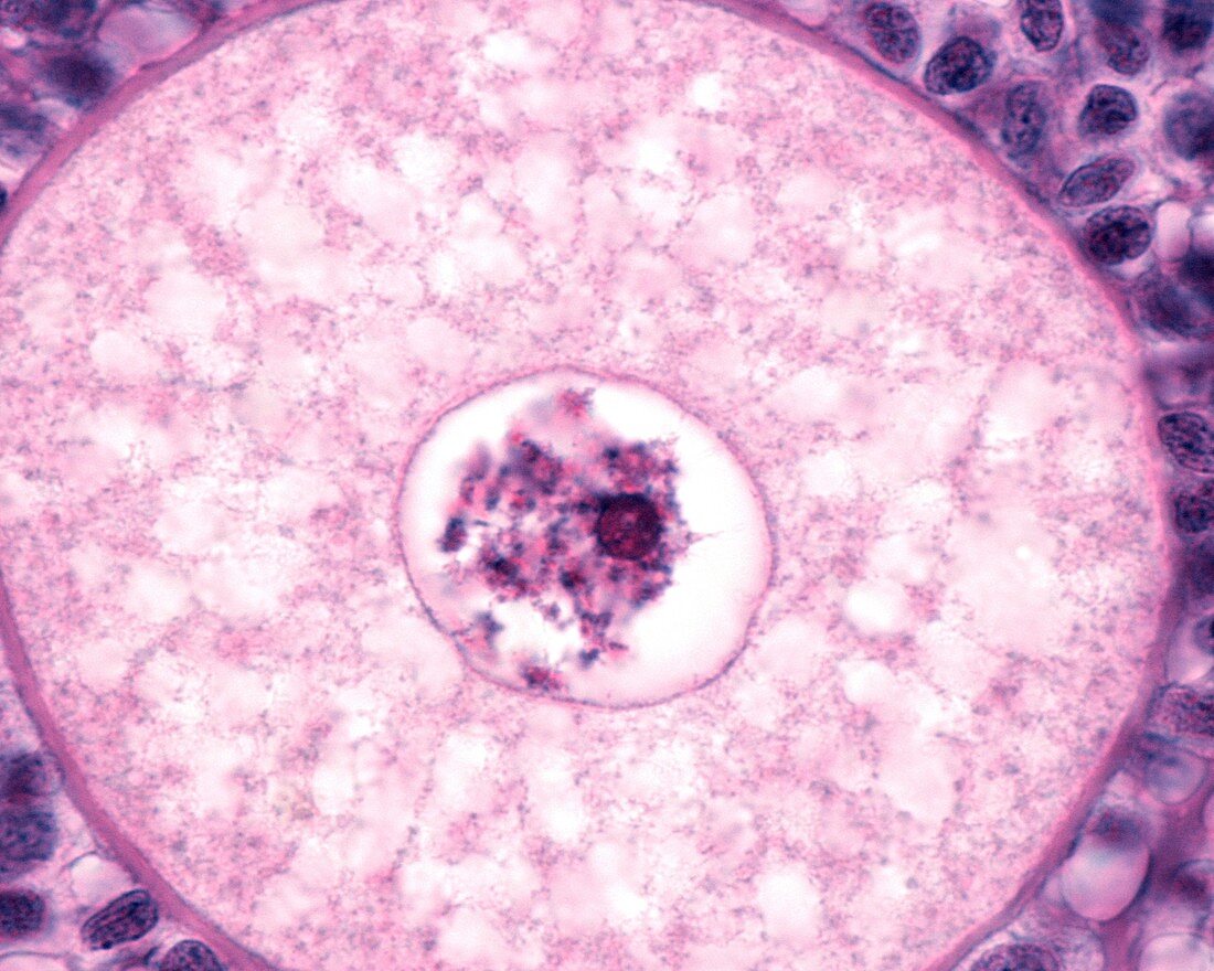 Oocyte in ovary,light micrograph