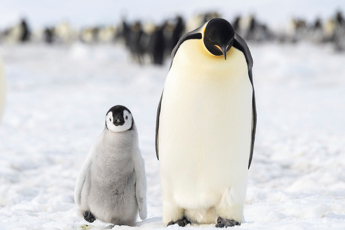 Emperor penguin and chick