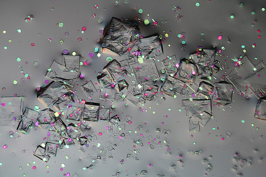 Sea salt crystals,light micrograph