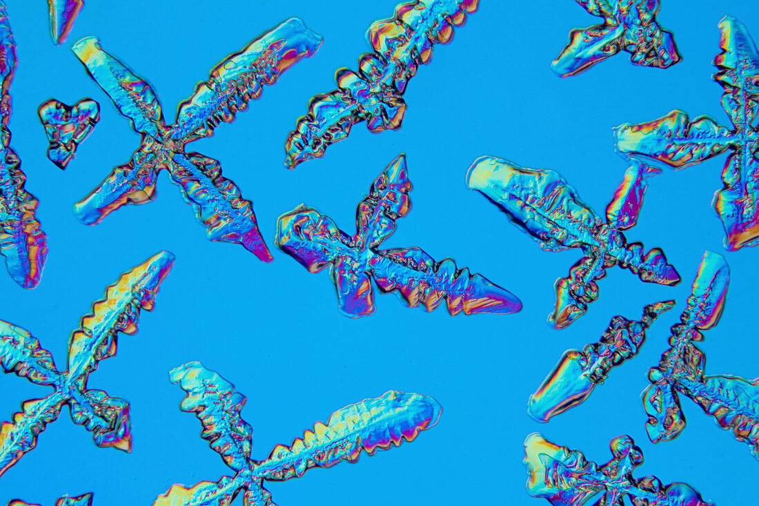 Ammonium chloride crystals,light micrograph