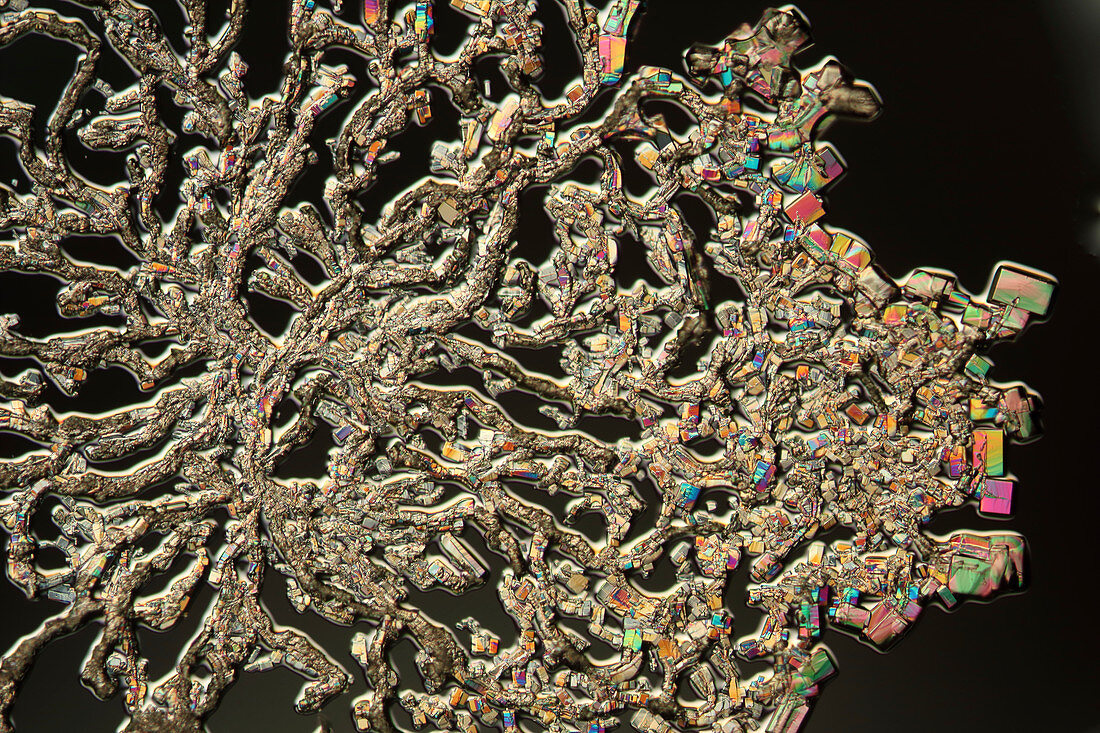 Creatine crystals,light micrograph