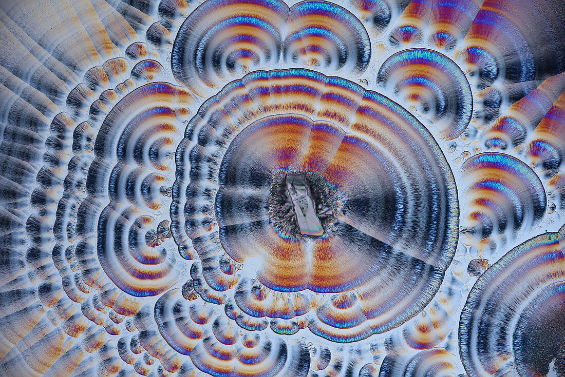 Vitamin C crystals,light micrograph