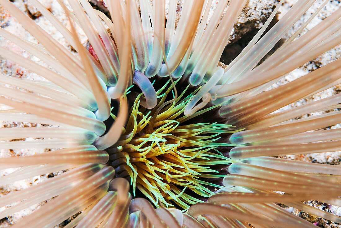 Cerianthus tube anemone,close-up
