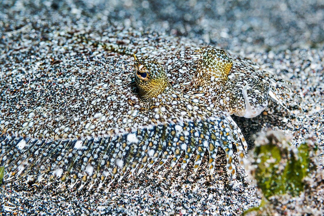 Leopard flounder camouflaged on sand