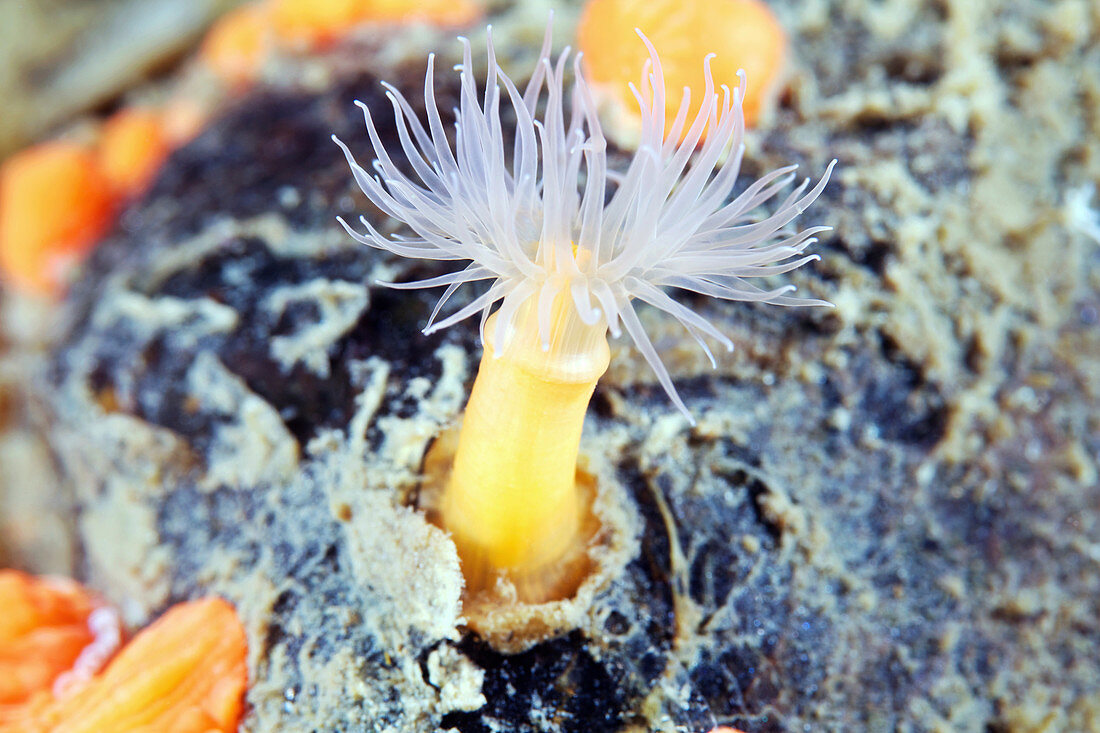 Metridium senile sea anemone