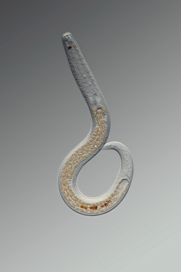 Nematode worm,light micrograph