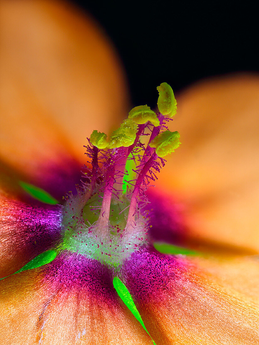 Scarlet pimpernel flower reproductive parts,macrophotograph