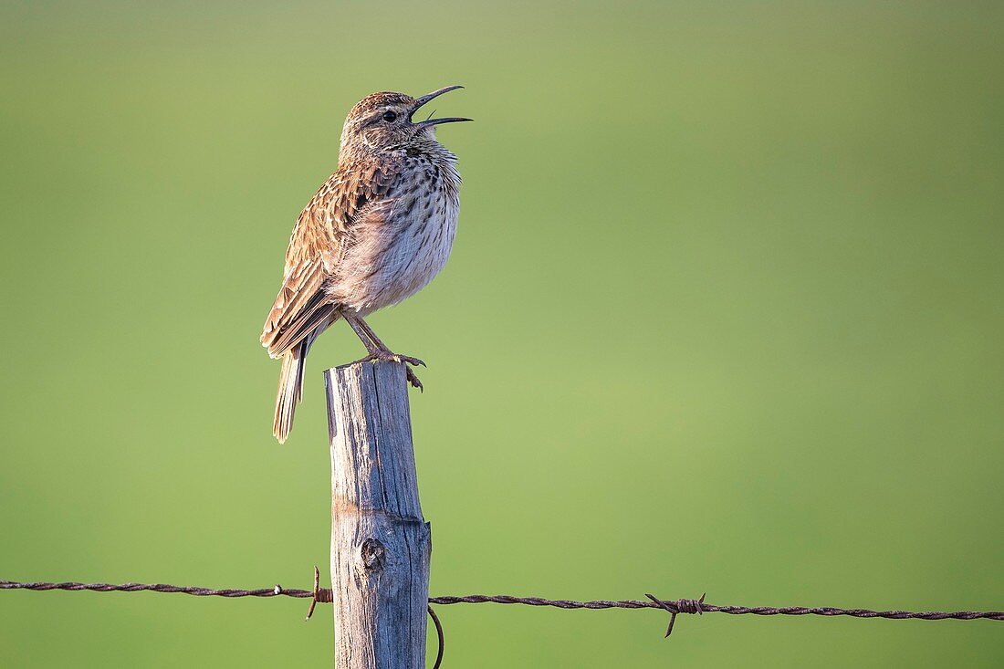 Agulhas long-billed lark perched on post